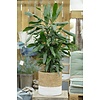Dracaena Janet Lind vertakt - hydrocultuur