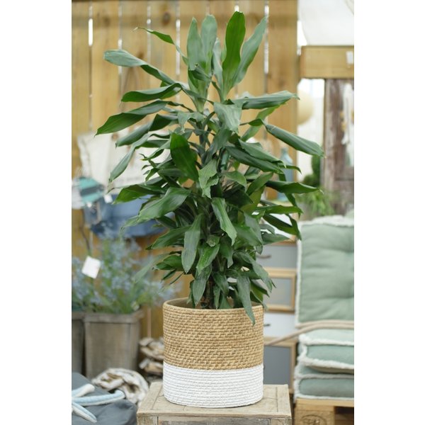 Dracaena Janet Lind vertakt - hydrocultuur