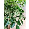 Heteropanax Chinensis