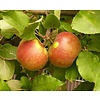 Grote appelboom 'Elstar'