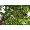Grote appelboom 'Elstar'