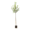 Grote appelboom 'Elstar'