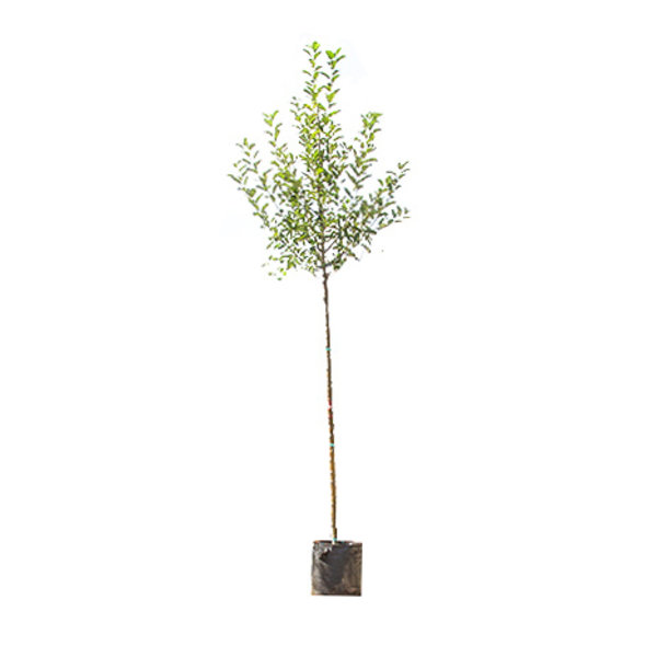 Grote appelboom 'Elstar'