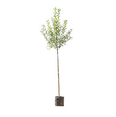 Grote fruitbomen