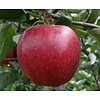 Grote appelboom 'Jonagold'