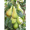Grote perenboom 'Conference'