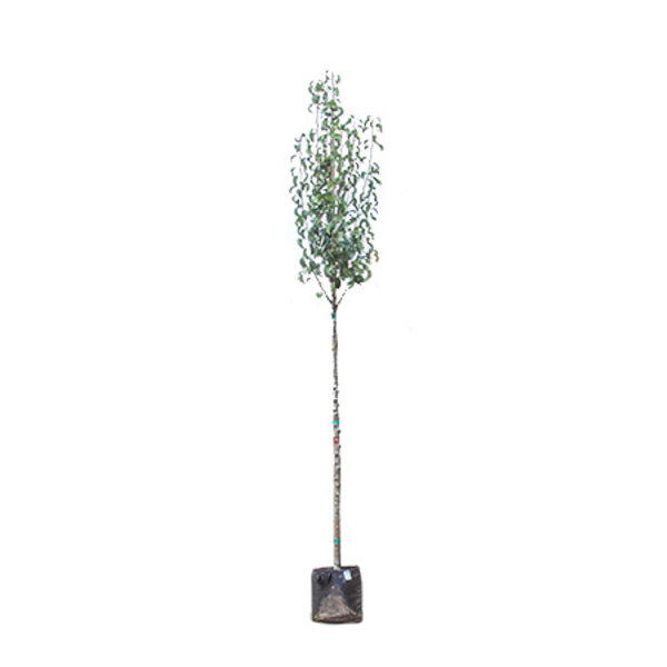 Grote perenboom 'Gieser Wildeman'