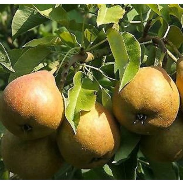 Grote perenboom 'Gieser Wildeman'