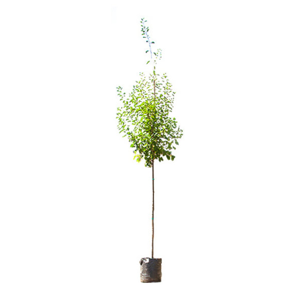 Grote pruimenboom 'Opal'