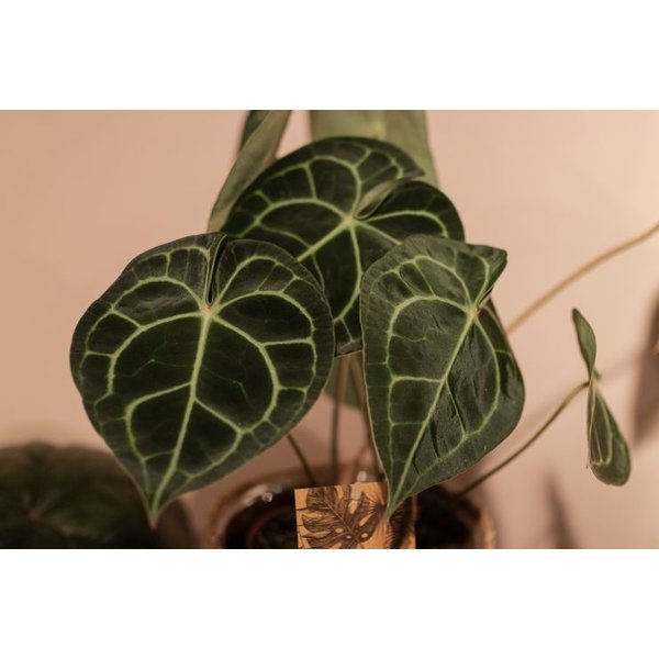 Anthurium Clarinervium