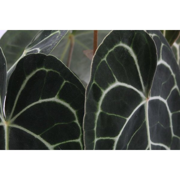 Anthurium Clarinervium
