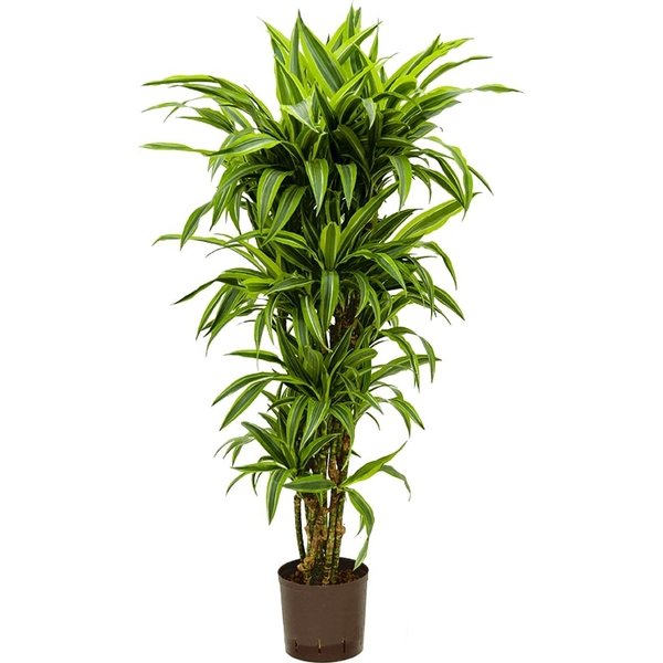 Dracaena Lemon Lime vertakt - hydrocultuur