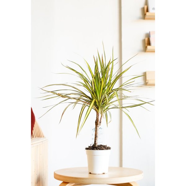 Dracaena Marginata Sunray - hydrocultuur
