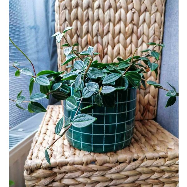 Vetplant Peperomia Angulata Rocca