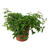Vetplant Peperomia Angulata Rocca