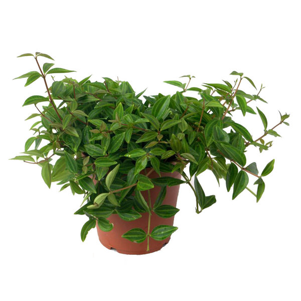 Vetplant Peperomia Angulata Rocca