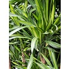 Dracaena Riki - hydrocultuur