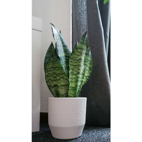 Sansevieria Zeylanica medium