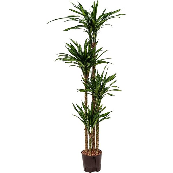 Dracaena Riki 4-stam - hydrocultuur