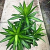 Pleomele Song of Jamaica - hydrocultuur