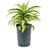Dracaena Compacta Malaika - hydrocultuur