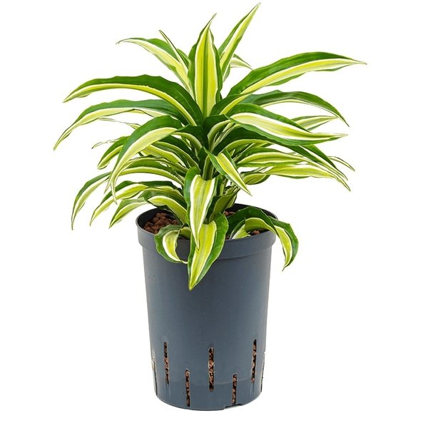 Dracaena Compacta Malaika - hydrocultuur