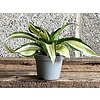 Dracaena Compacta Malaika - hydrocultuur