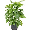 Schefflera Actinophylla Paradise - hydrocultuur