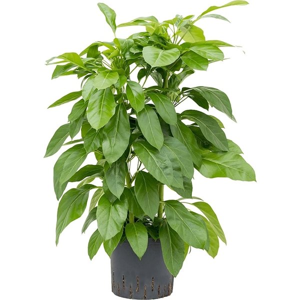 Schefflera Actinophylla Paradise - hydrocultuur