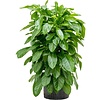 Schefflera Actinophylla Paradise - hydrocultuur