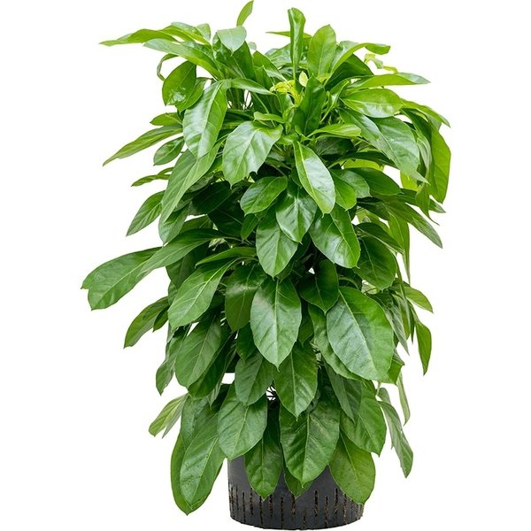 Schefflera Actinophylla Paradise - hydrocultuur