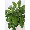 Schefflera Actinophylla Paradise - hydrocultuur