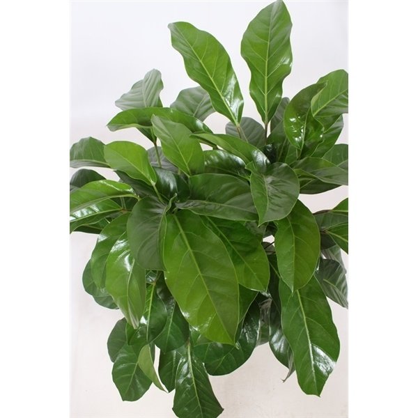 Schefflera Actinophylla Paradise - hydrocultuur