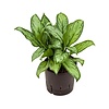 Aglaonema Christina - hydrocultuur