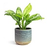 Aglaonema Christina - hydrocultuur
