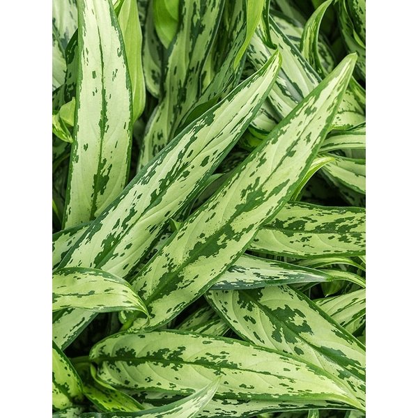 Aglaonema Cutlass - hydrocultuur