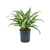 Aglaonema Cutlass - hydrocultuur