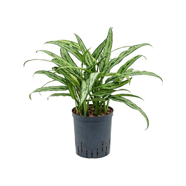 Aglaonema Cutlass - hydrocultuur