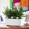 Aglaonema Cutlass - hydrocultuur