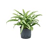 Aglaonema Cutlass - hydrocultuur