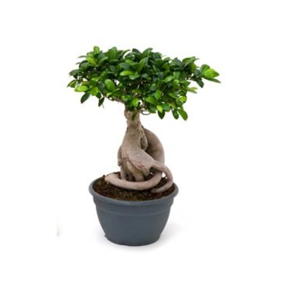  Ficus Bonsai microcarpa Compacta met pot