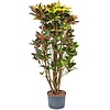 Croton (Codiaeum) Iceton vertakt XL - hydrocultuur