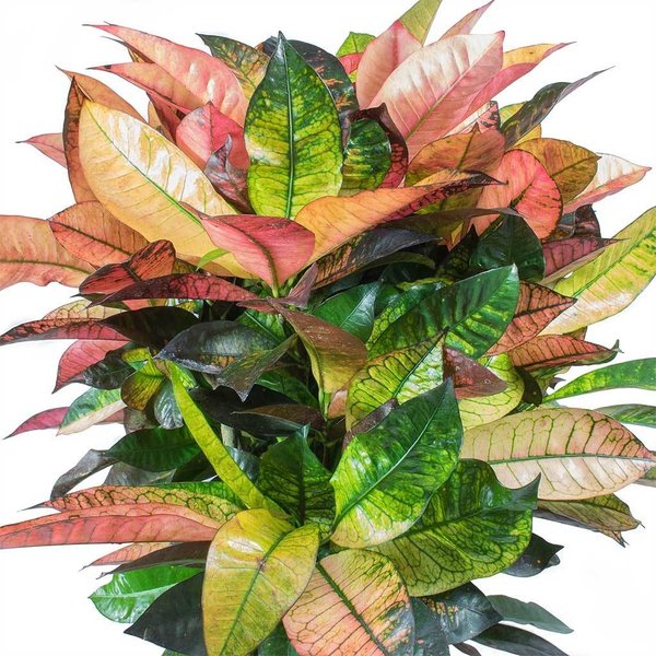 Croton (Codiaeum) Iceton vertakt XXL - hydrocultuur