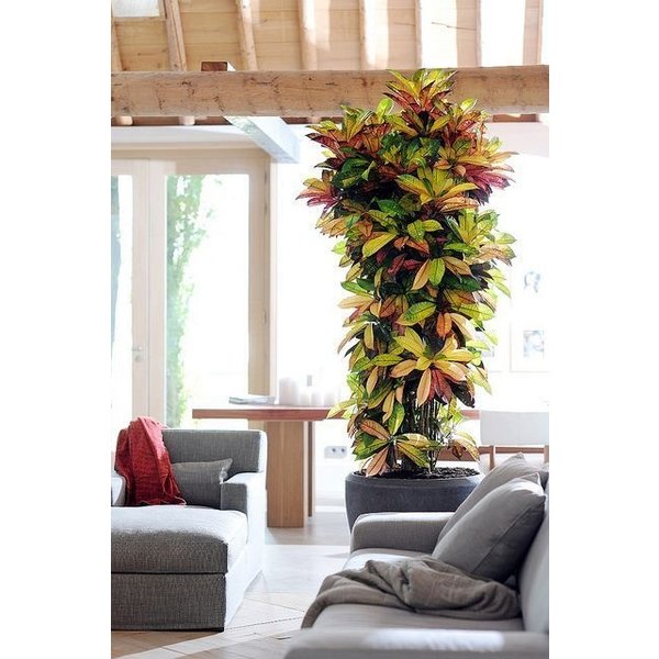 Croton (Codiaeum) Iceton vertakt XXL - hydrocultuur