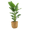 Strelitzia Nicolai in plantenzak