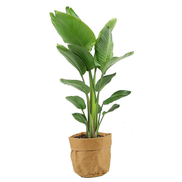 Strelitzia Nicolai in plantenzak