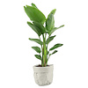 Strelitzia Nicolai in plantenzak