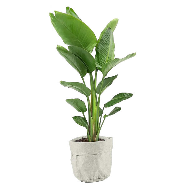 Strelitzia Nicolai in plantenzak