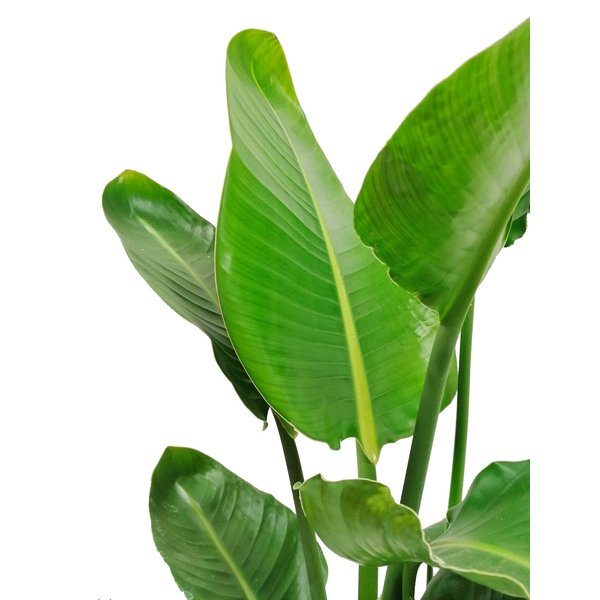 Strelitzia Nicolai in plantenzak