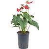 Anthurium Sierra - hydrocultuur